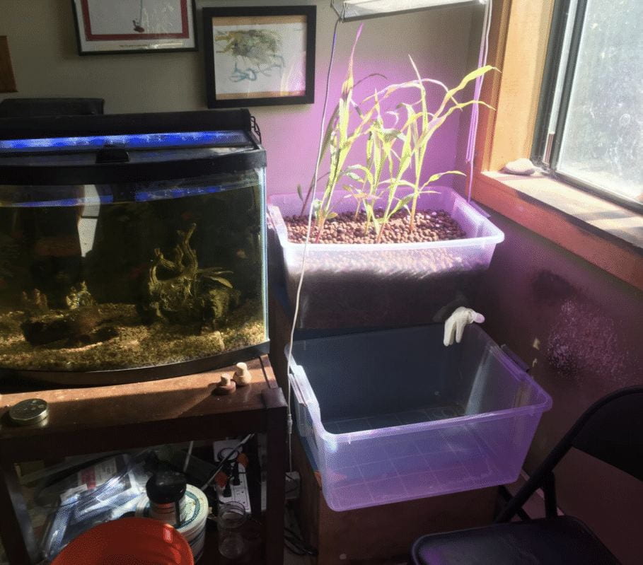 Imagine showing a aquaponics rig with corn and glowlight in Talons house.