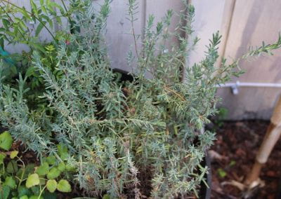 Lavender, not yet flowering, grows free and abundant in an outdoor planter shared by other smaller green plants.