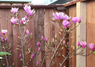 Bright pink Magnolia buds are at various stages of blooming, from tiny green buds to full and open flowers, at the corner of a wooden fence.