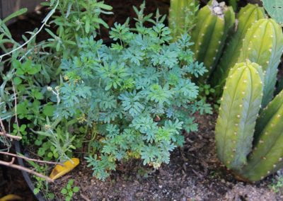 Rue, a bluish-green plant with tiny round leaves, grows in an outdoor container alongside cactuses and other leafy plants.