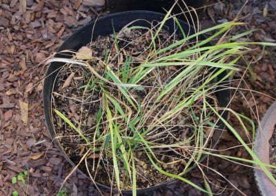 Sweetgrass, a plant of thin and long stalks of grass, grows in a mixture of fresh green and dried beige stalks in a small outdoor container.