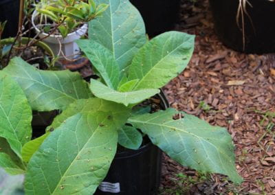 A tobacco plant, with large veiny leaves, grows outdoors in a small plastic nursery pot on a bed of wood chips.