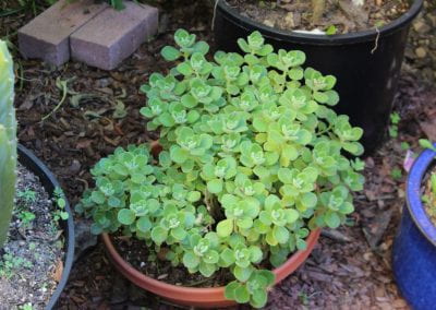 A Vicks Plant, with small delicate succulent-like green leaves, grows in abundant clusters in a shallow outdoor pot.