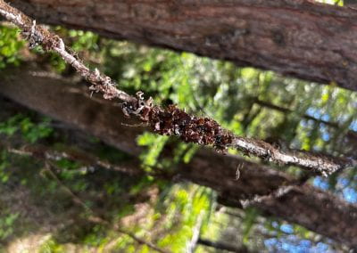 Horsehair lichen grows in reddish brown clusters off of a thin woody branch.