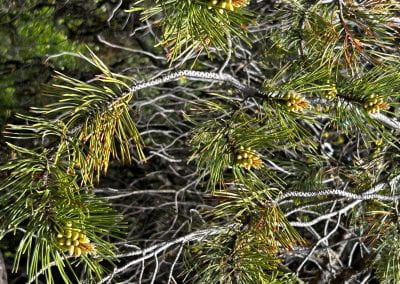 Lodgepole pine needles grow in bright green clusters with tiny light green buds interspersed.