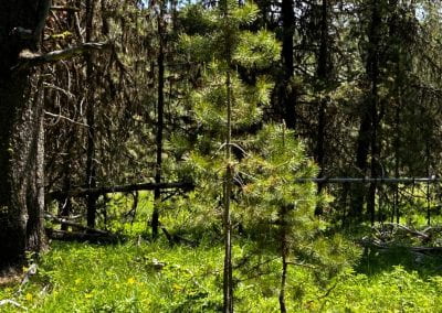 A small lodgepole pine grows in a meadow with delicate pine needles growing in clusters.