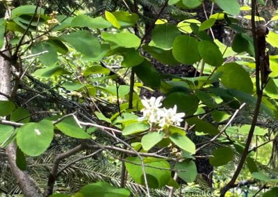 The mock orange tree has broad rounded green leaves with tiny white blossoms beginning to bud.