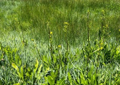 Multiple penstamon plants grow a few feet high in a grassy green meadow.