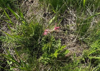 A prairie smoke plant stands out against the grassy meadow with one bright pink flower atop a long straight stem.