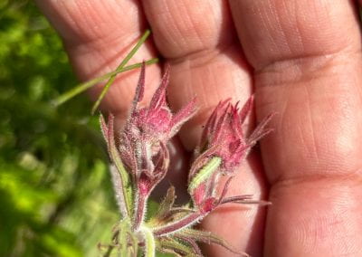 An open palm holds the prairie smoke plant, showcasing its fuzzy texture and bright pink color.