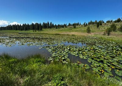 Yellow water lilies dot the placid surface of this pond against a backdrop of pine forest and blue skies.