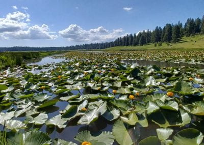 Water lilies with bright yellow centers and orange rounded petals float with their lily pads on top of a calm pond.